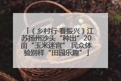 （乡村行·看振兴）江苏扬州沙头“种出”20亩“玉米迷宫” 民众体验别样“田园乐趣”