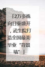 2万多株向日葵盛开，武生院打造全国最美毕业“背景墙”